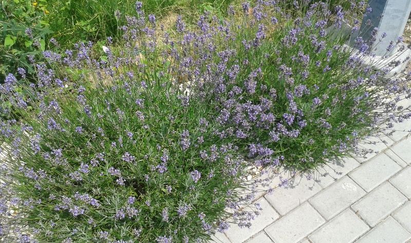 ~Lawenda wąskolistna Mrozoodporna Ładne sadzonki!! Tanio Wysyłka