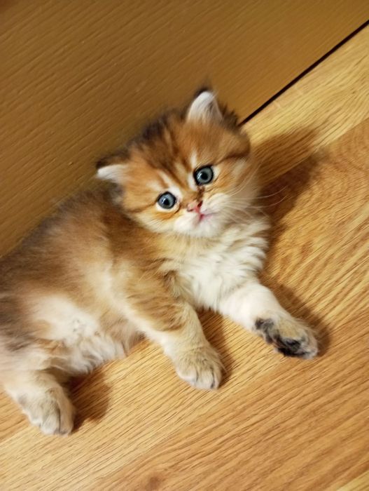 В'язка золота шиншила