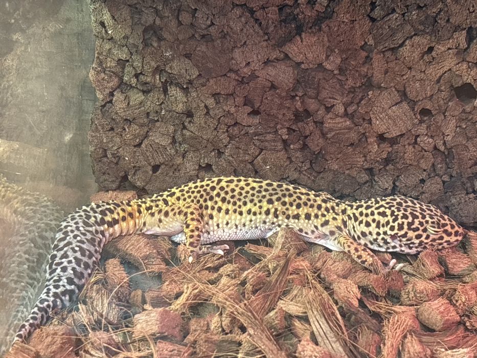 Gekony lamparcie, gekon lamparci Gdynia, jaszczurki