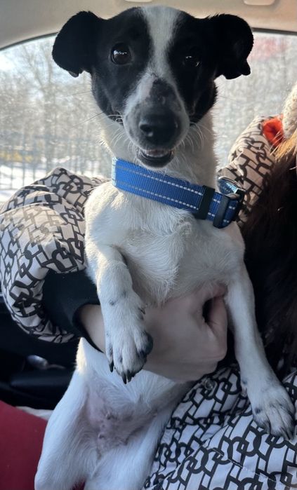 Джек рассел ,дівчінка ,2 роки у добрі руки