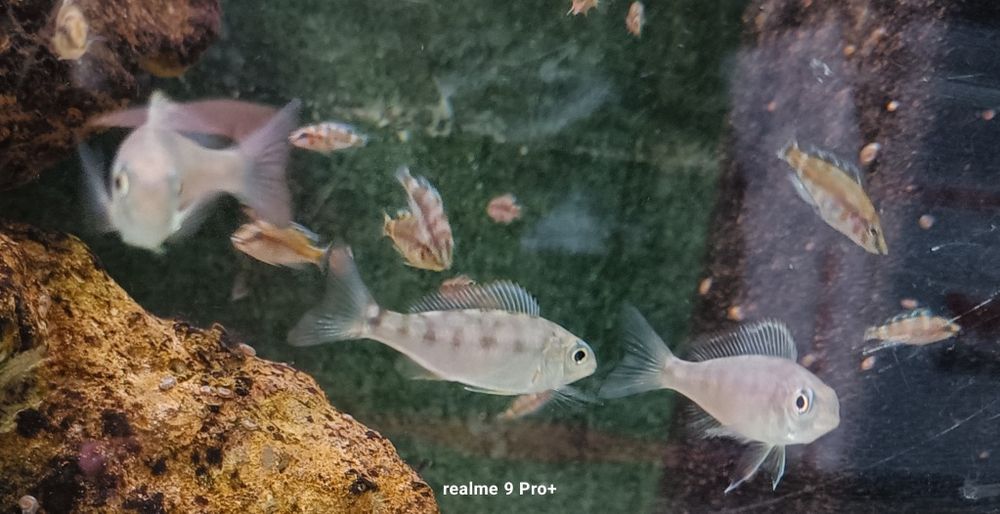 Cyathopharynx foai sibwesa