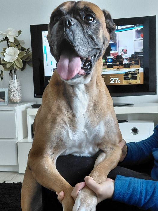 Bessy- cadela de porte médio para adoção (boxer)