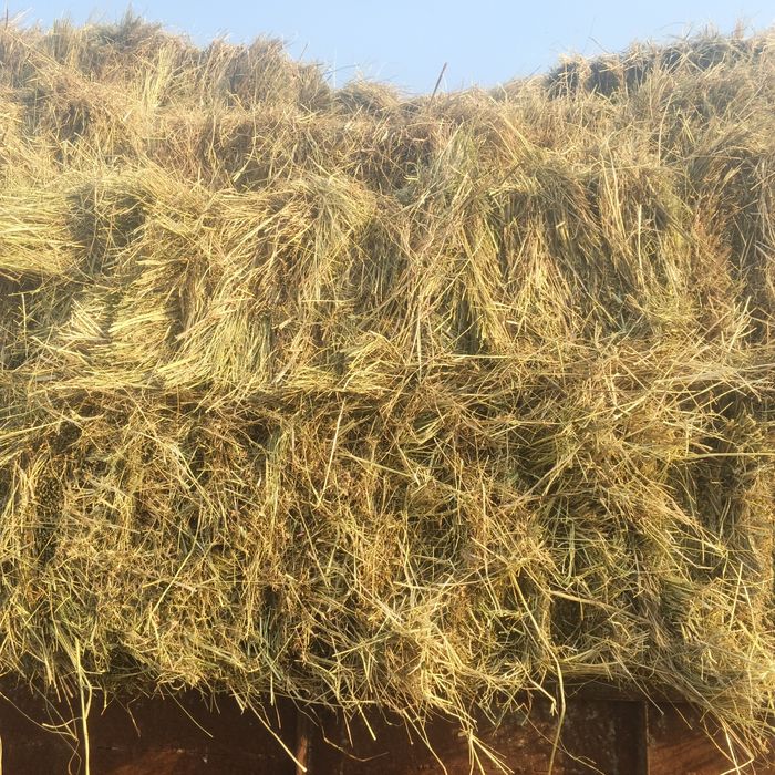 продам цьогорічне лугове сіно