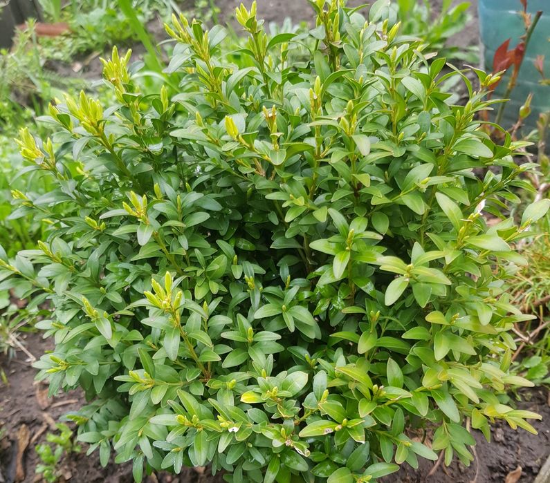 Садові квіти #  кустарники