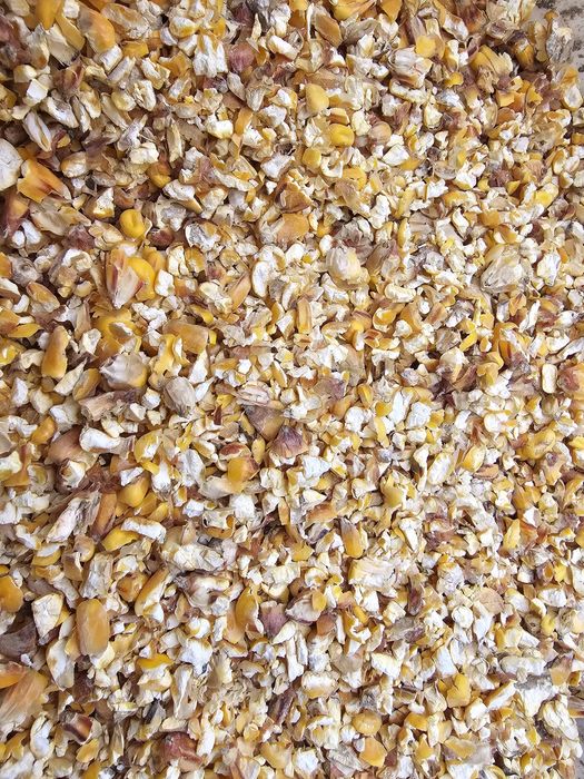 Sprzedam  kukurydza  sucha pszenica kukurydza gnieciona pszenica gniec