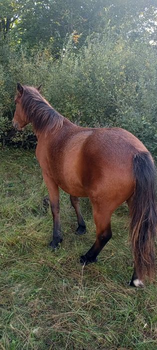 Молодий Коник  !