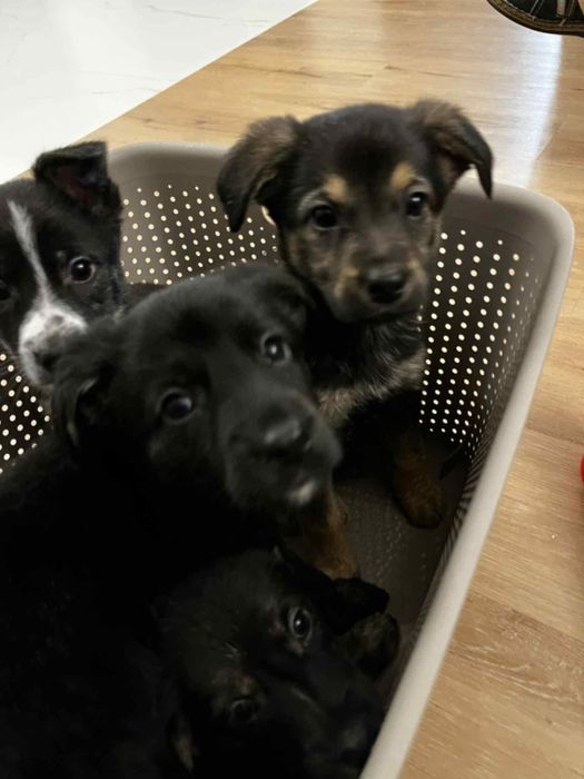 Oddam pieski za darmo