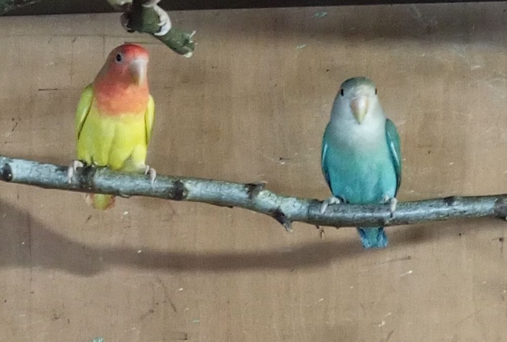 Nierozłączki czerwonoczelne