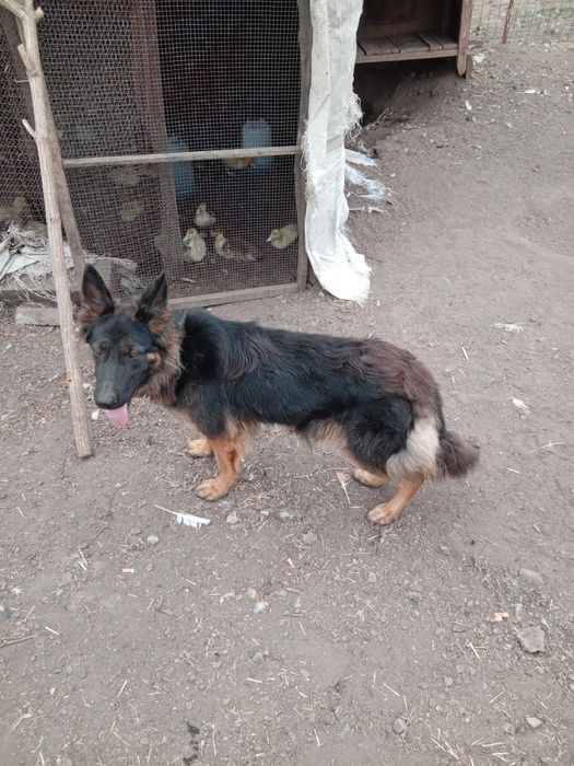 Продам немецкую овчарку