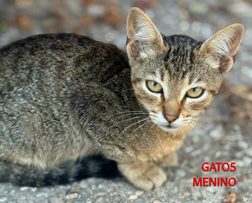 Procura-se Família Responsável! (4 Gatinhos de 2 Meses)