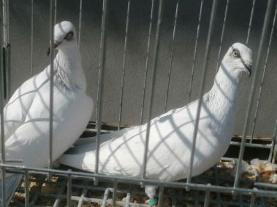 Gołobie jasne Łomzynski