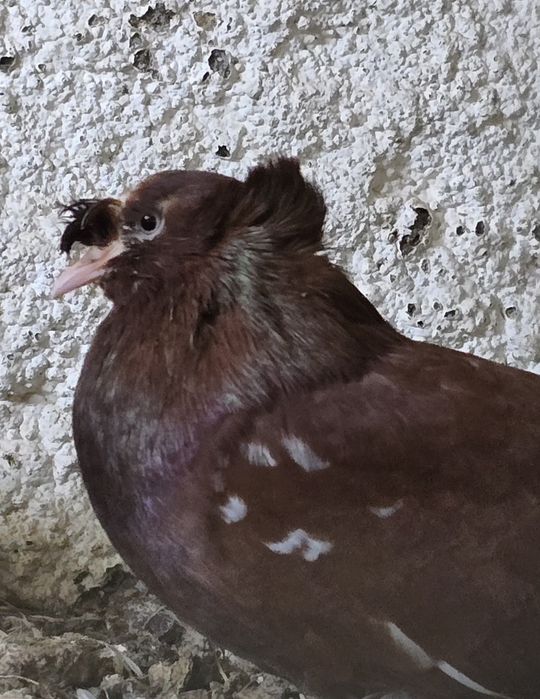 Pombos cambalhota tambores cabeleiras e frisados