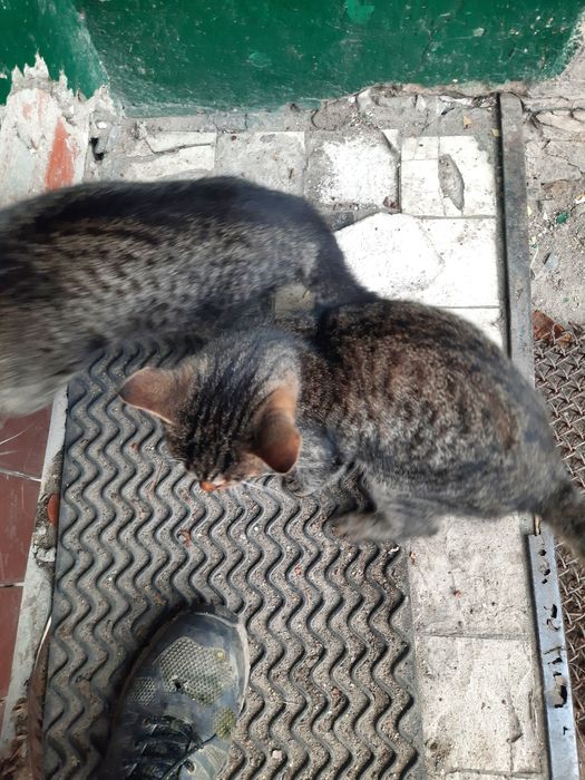 Dwie młode kotki szukają domu