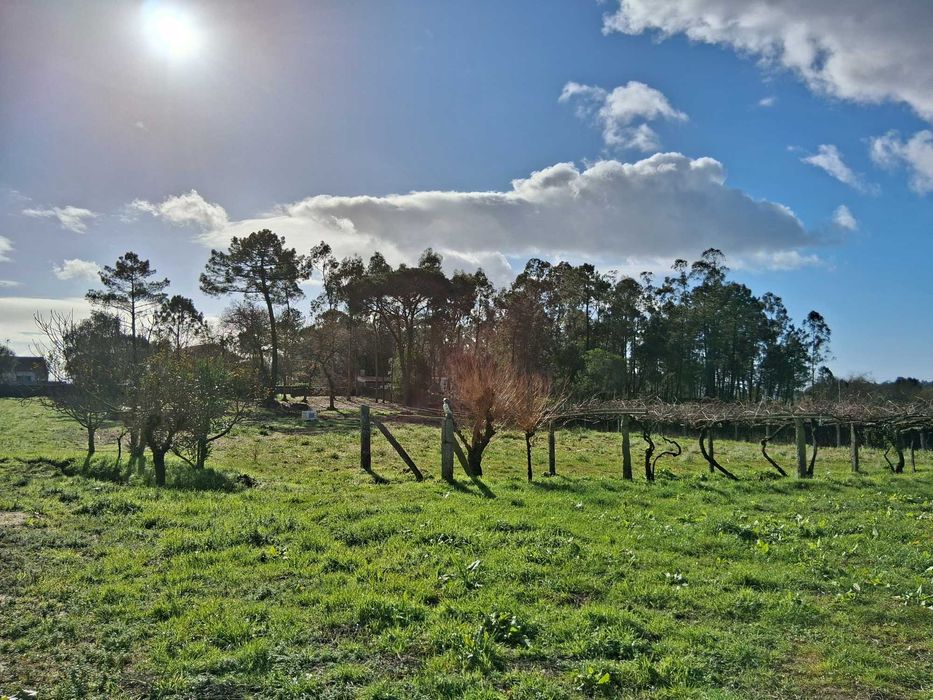 Aluguer de terreno agrícola com apoio empresarial.