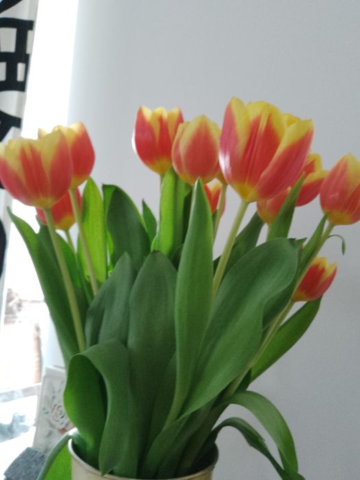 Dom 4 sypialnie na wynajem