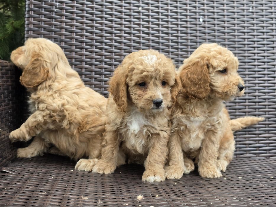 Cavapoo  szczenię  z metrykę