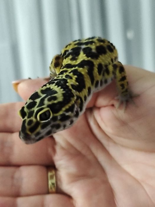 Sprzedam terrarium z całym wyposażeniem