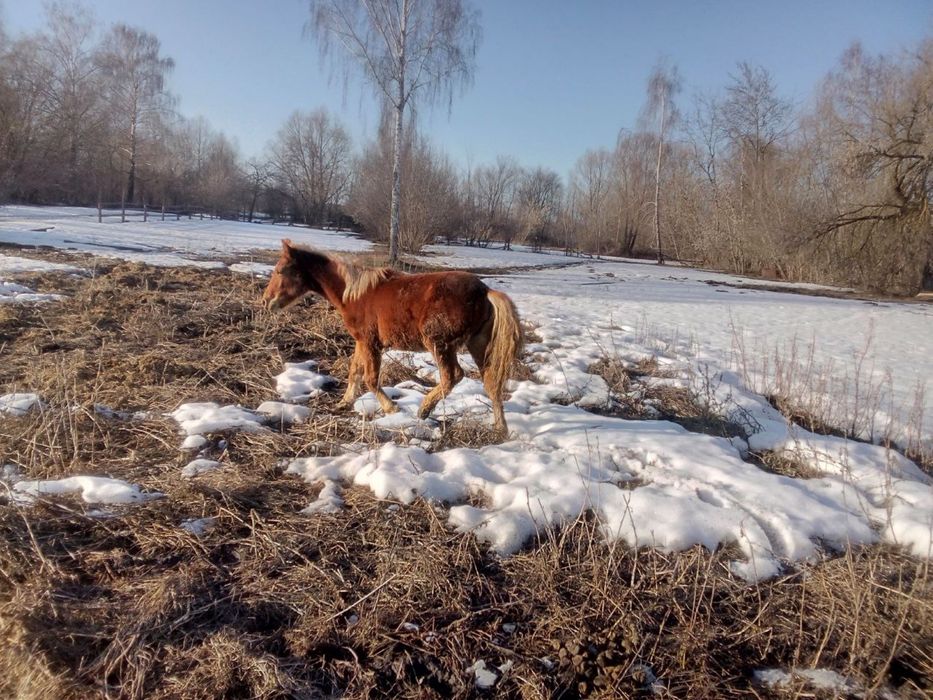 Продається лоша (не на мʼясо)