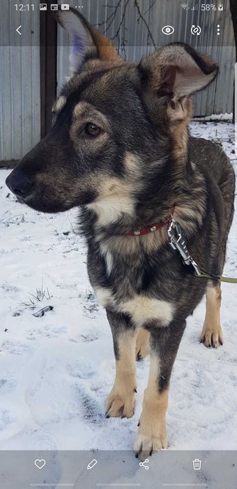 МЭРИ -  щенок овчарки и лайки