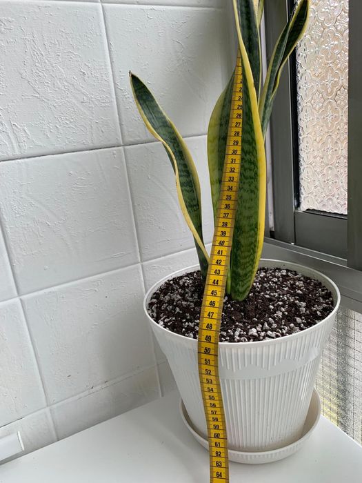 Espada-de-São-Jorge, purifica o ar.