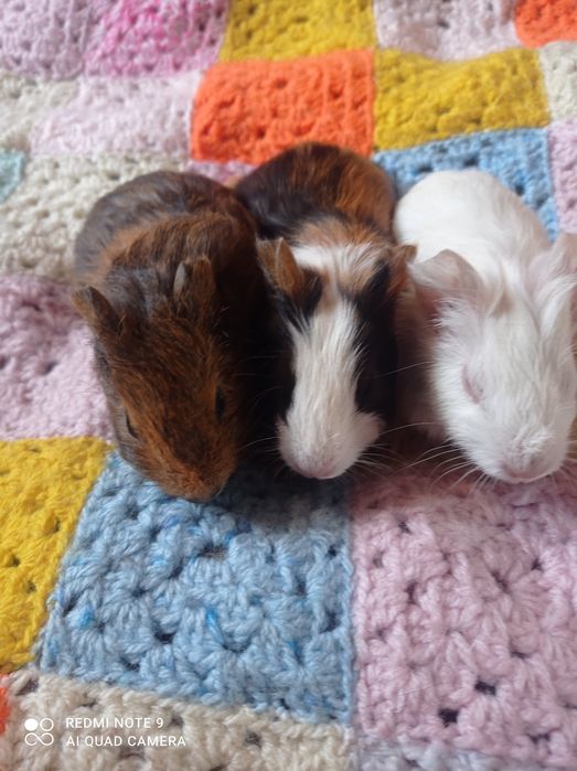 Продам морских свинок