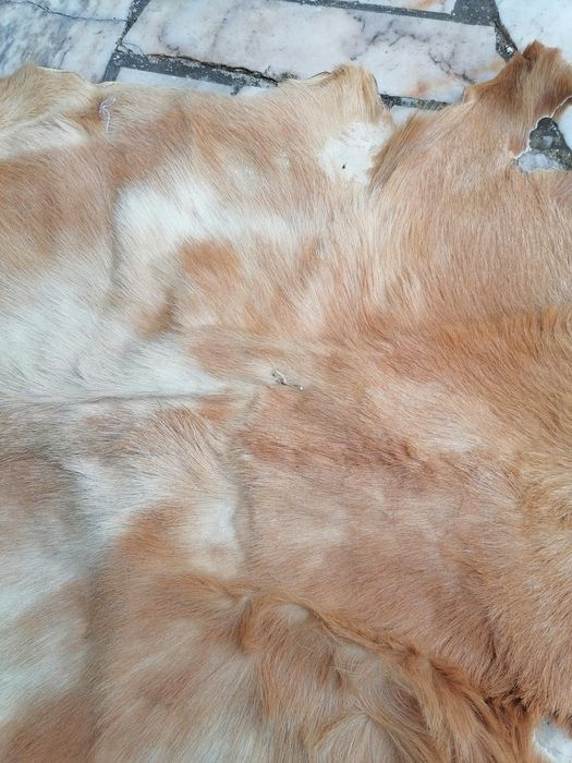 Pele seca de animal, para decoração
