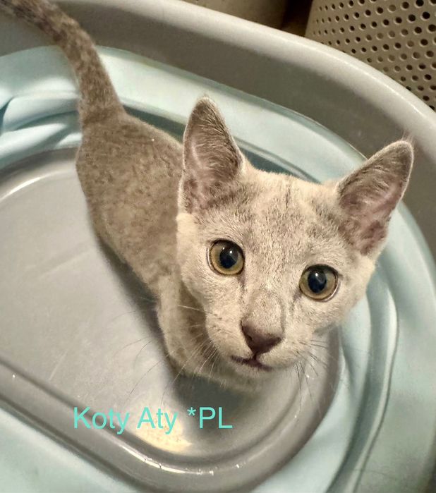 Kotka rosyjska niebieska