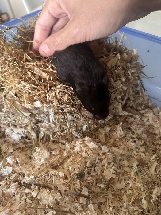 Gaiola de hamster completa