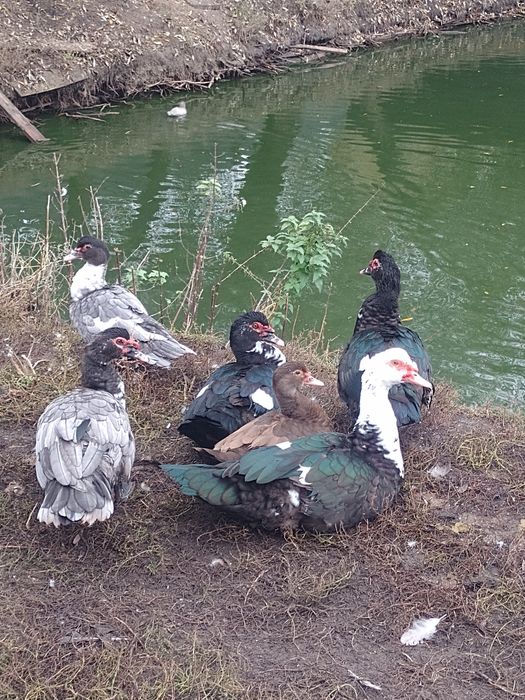 Продам Індокачок