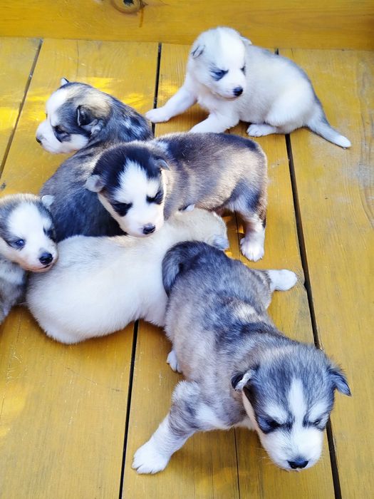 Siberian Husky pies tel.-575302039