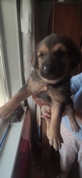 Отдам щенков Запорожье