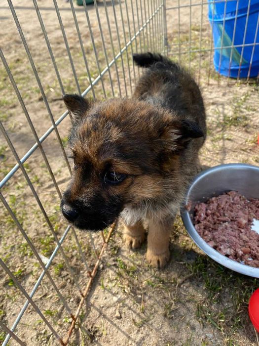 Tajga malutka suczka