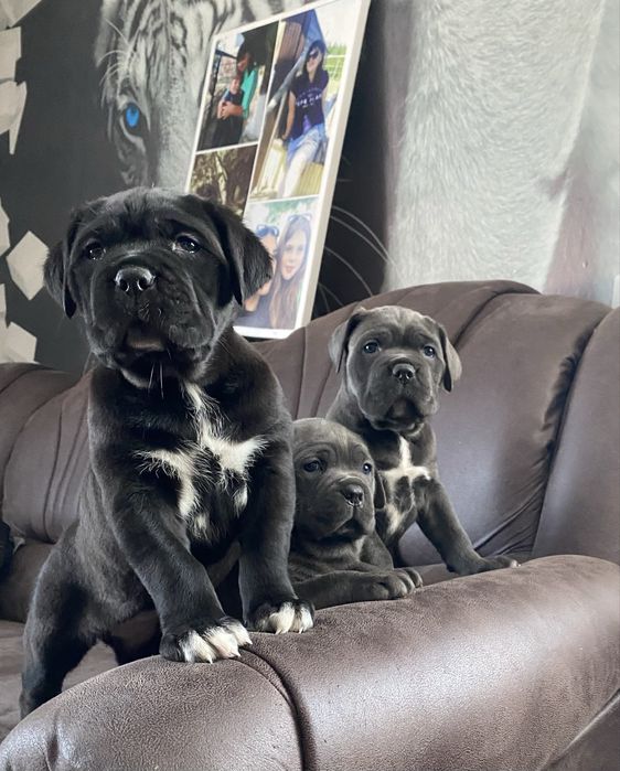 Продам цуценят канекорсо