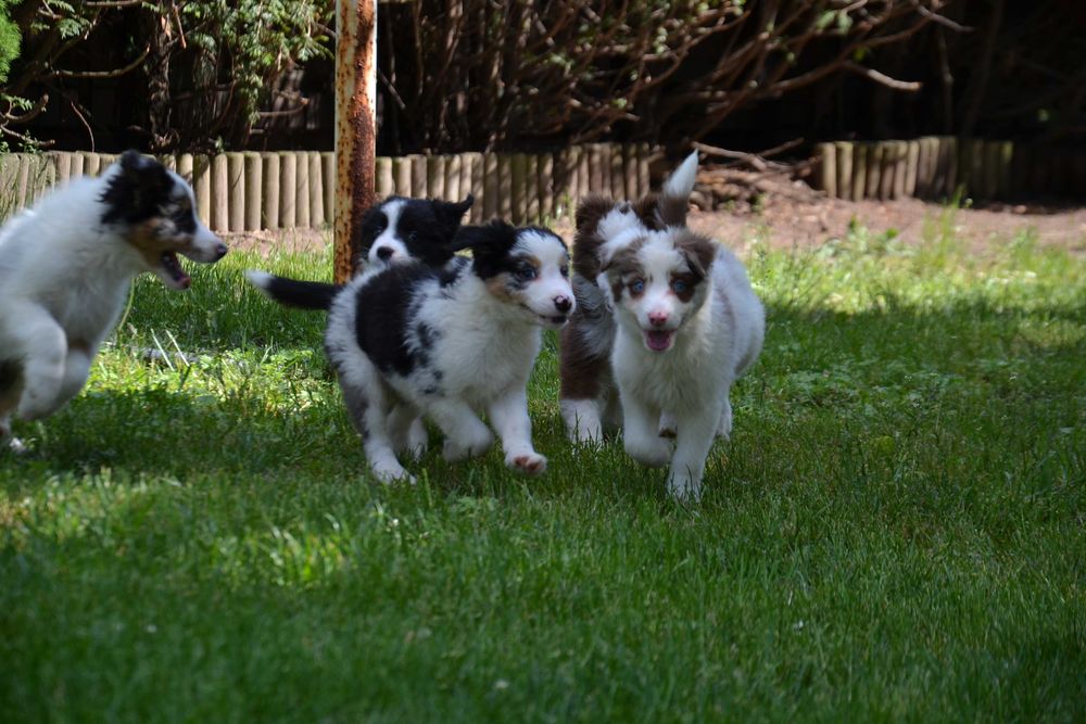 Border Collie piesek