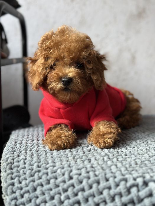 Мальтипу f2 мальчики и девочки