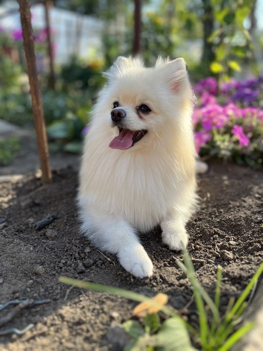 Вязка померанский  шпиц