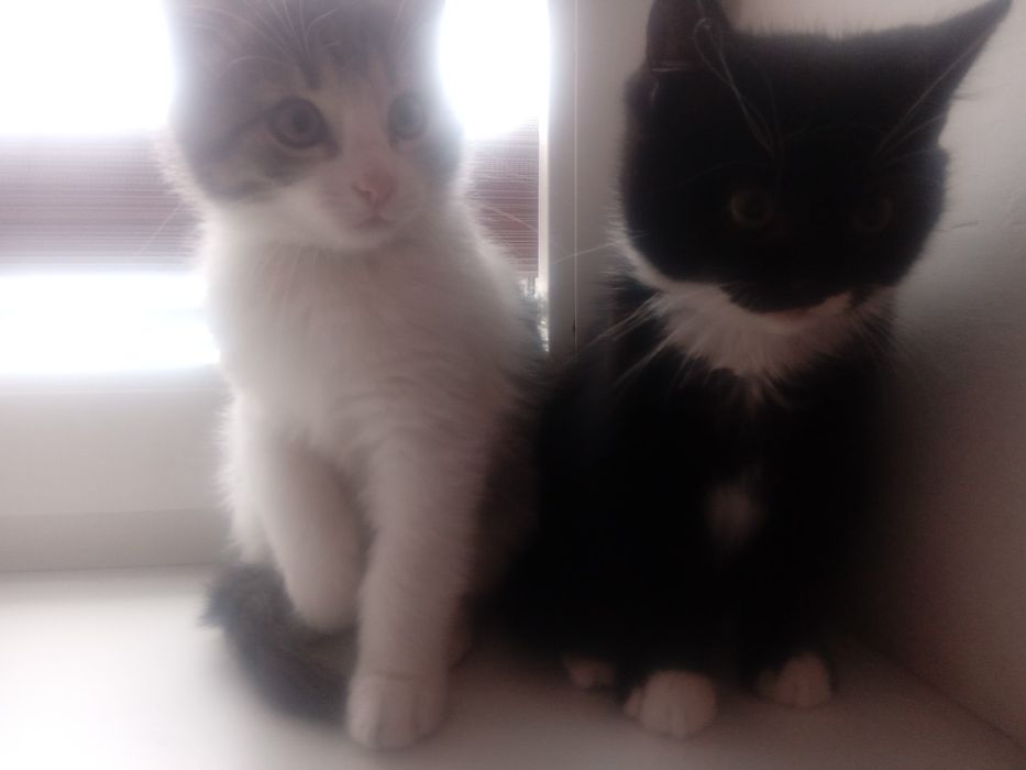 Домашні милі кішечки