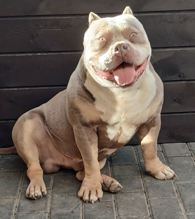 American Bully Pocket