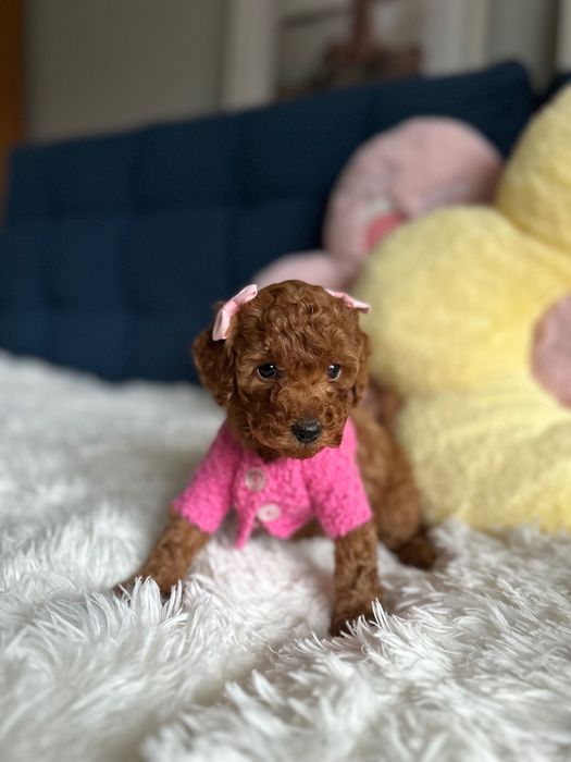 Piękna Suczka Pudel Toy! Badania Genetyczne!