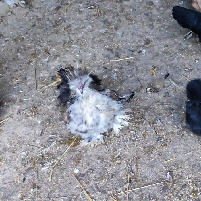 Koguty silki i mieszance mix