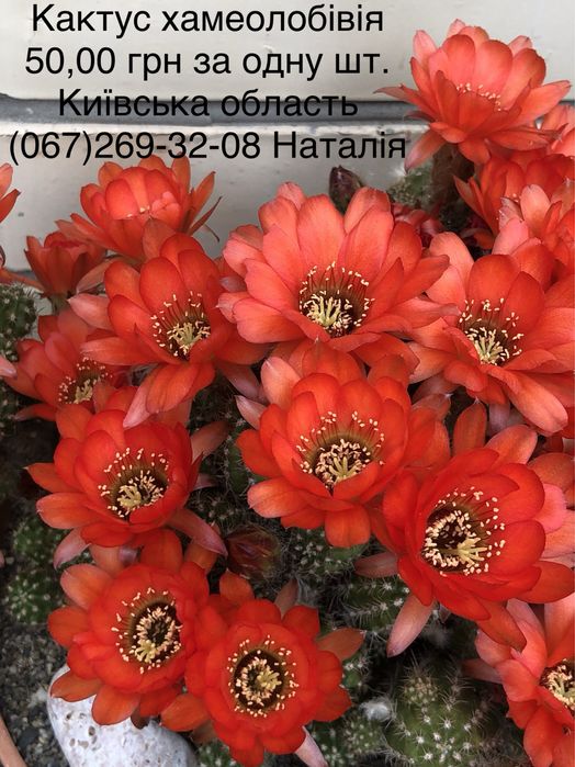 Ріпсаліс. Кактуси види