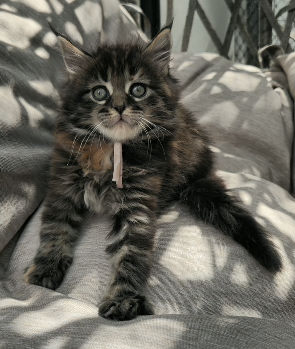 Kocieta Maine coon  kotki do odbioru w lipcu możliwa opcja do hodowli