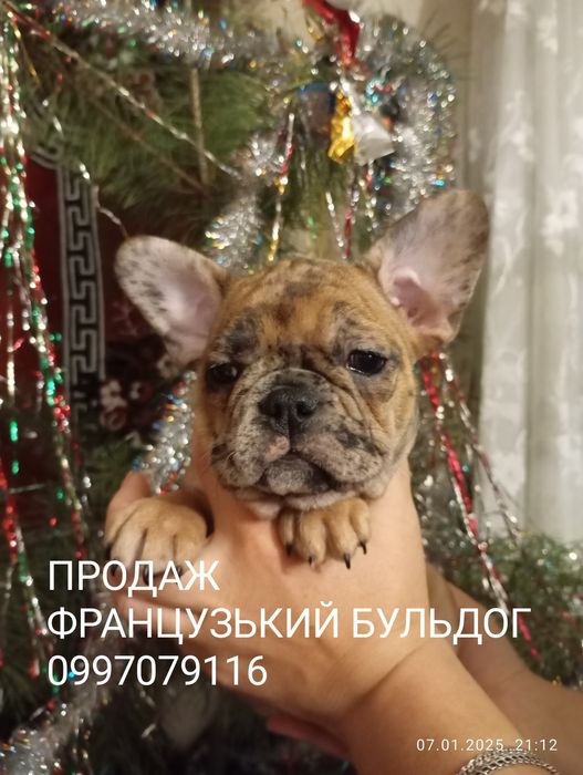 Французький бульдог