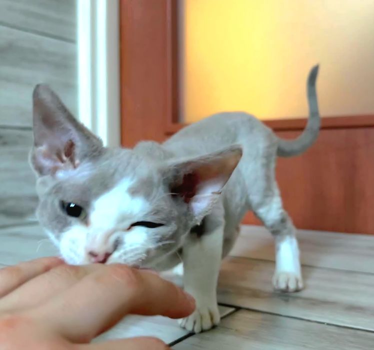 Liliowy Dropsik devon Rex