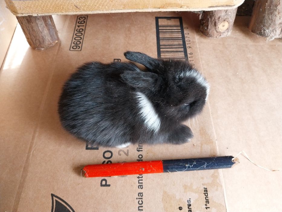 Coelhos anões minilop ourulhudos