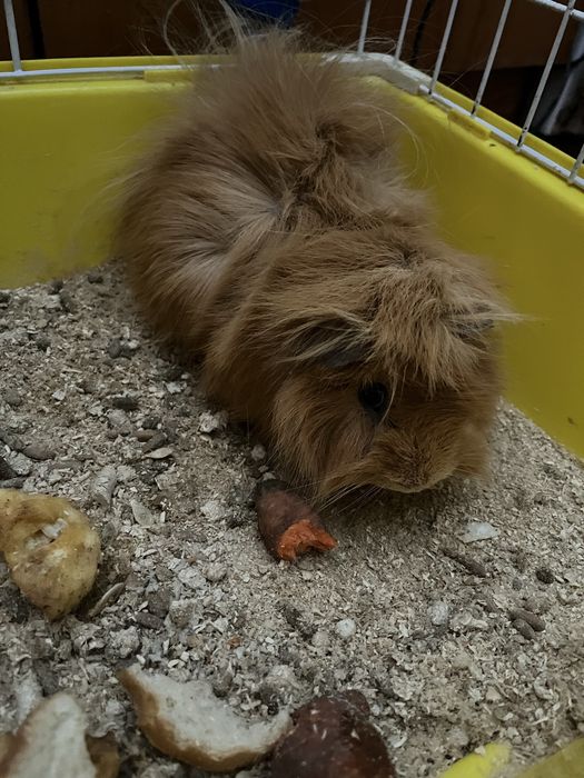 Безкоштовно морська пухнаста свинка