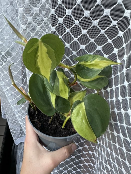Filodendron Philodendron brasil
