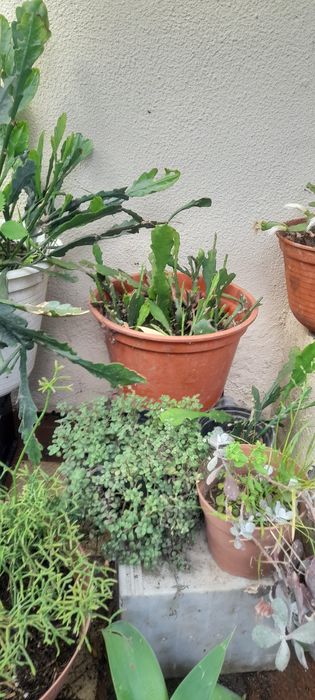 Vasos com suculentas/cactos baratoss...