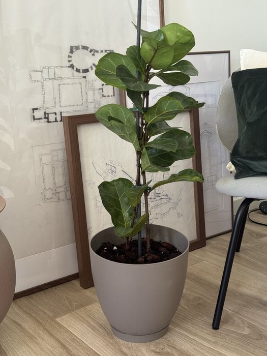 Planta com vaso e prato