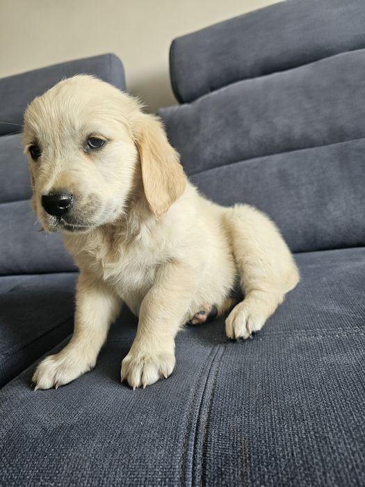 Golden Retriever suczka